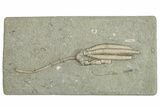 Fossil Crinoid (Scytalocrinus) - Crawfordsville, Indiana #291795-1